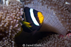 Clownfish by Jared Klein 